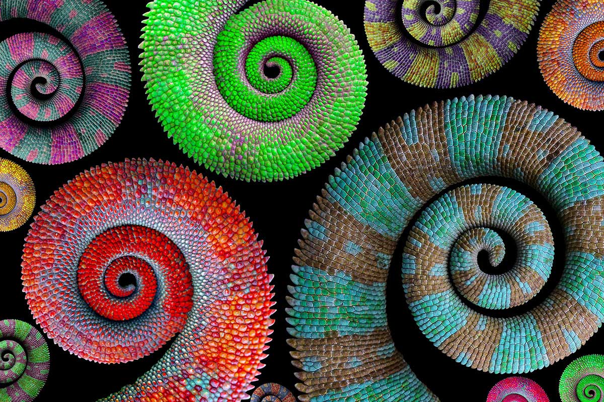 Dark Grey World - Communications Chameleon or One-Voice Choir?