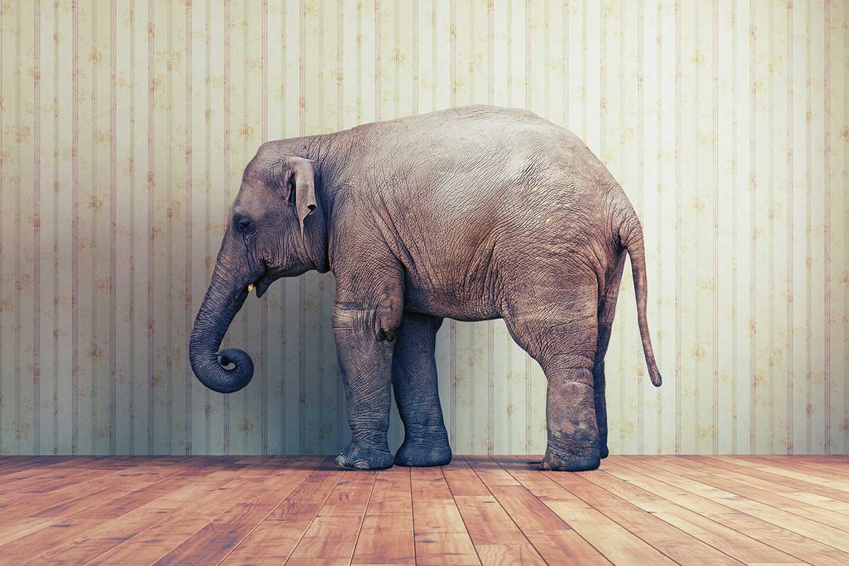 Dark Grey World - Elephant in the Room