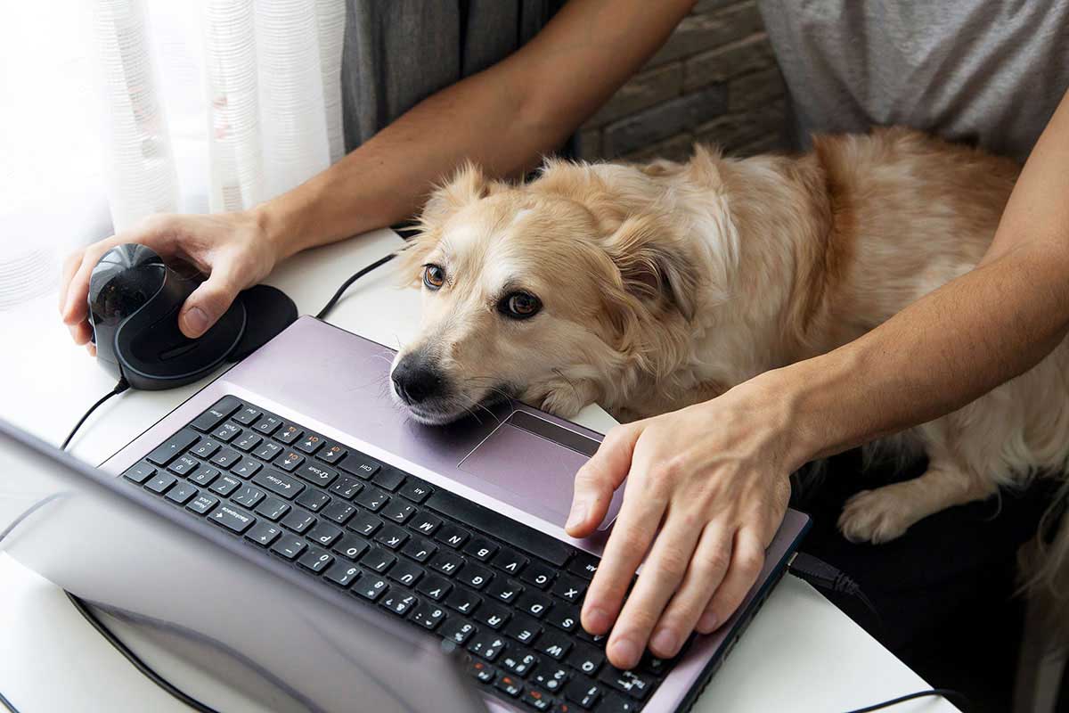 How much do you like your job?