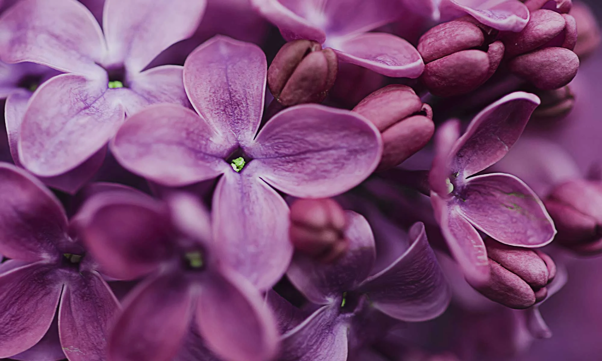 Dark Grey World - Milliken ColorDirection 2021 - Floral Song